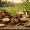 Prambariya Rice Variety
