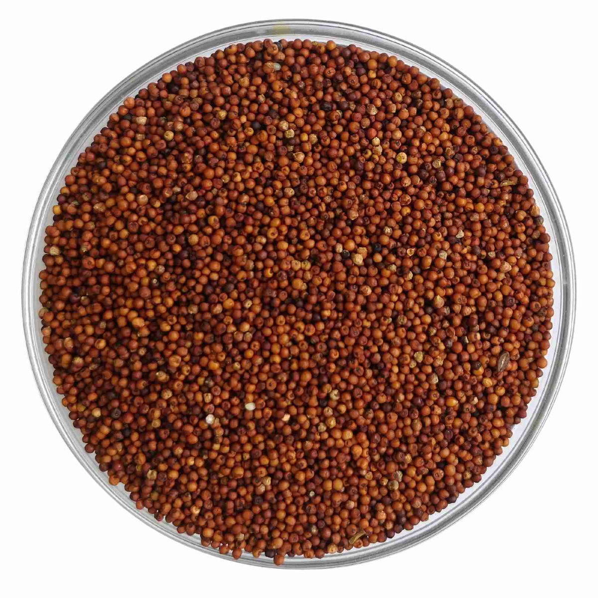 Ragi / கேழ்வரகு