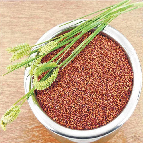 Ragi / கேழ்வரகு